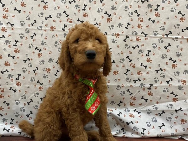 Goldendoodle 2nd Generation DOG Male Red 13180 Petland Batavia, Illinois