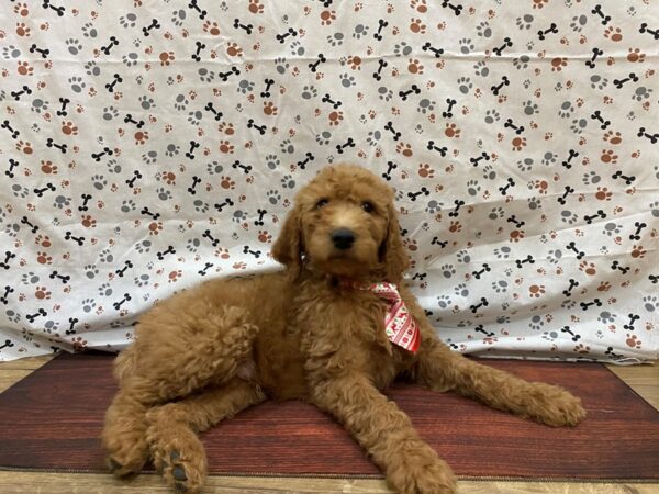 Goldendoodle 2nd Generation DOG Male Red 13179 Petland Batavia, Illinois