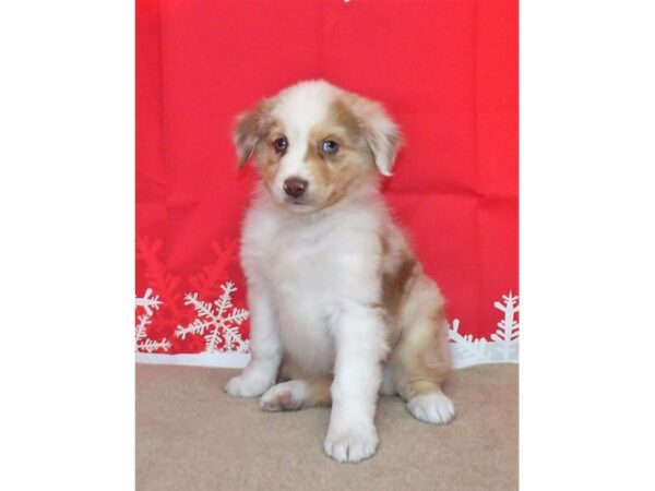 Australian Shepherd DOG Male Red Merle 13184 Petland Batavia, Illinois