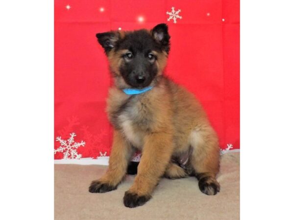 Belgian Tervuren DOG Female Mahogany / Black 13185 Petland Batavia, Illinois