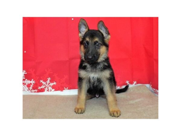 German Shepherd Dog DOG Male Black / Tan 13188 Petland Batavia, Illinois