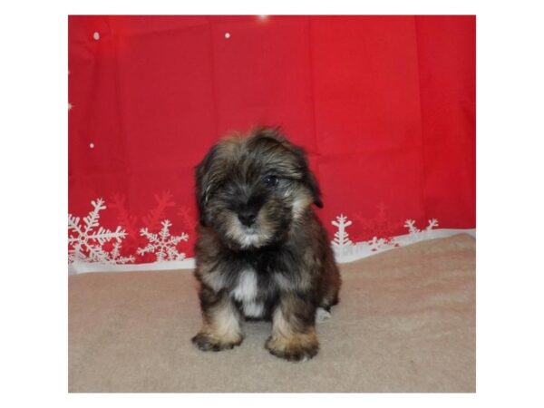 Morkie DOG Male Gold 13191 Petland Batavia, Illinois