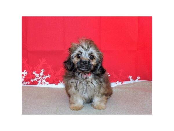 Peke-A-Poo DOG Female Gold Sable 13189 Petland Batavia, Illinois