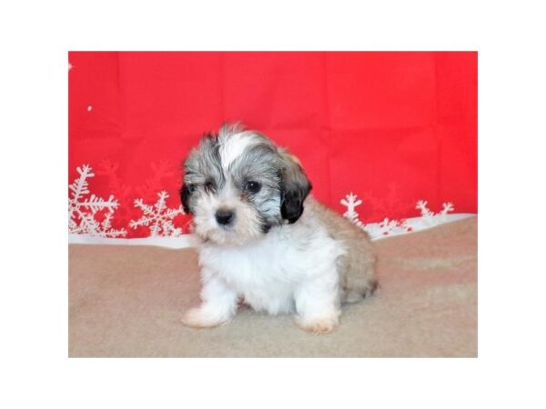 Teddy Bear DOG Male Gold / White 13187 Petland Batavia, Illinois