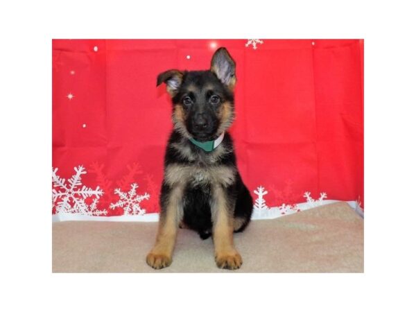 German Shepherd Dog DOG Male Black / Tan 21396 Petland Batavia, Illinois