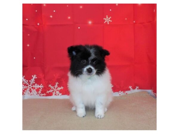 Eski Pom DOG Male Black / White 13186 Petland Batavia, Illinois