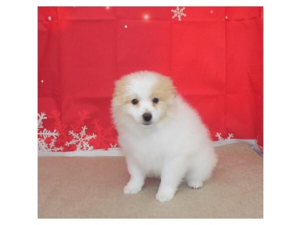 Eski Pom-DOG-Female-Cream / White-21165-Petland Batavia, Illinois