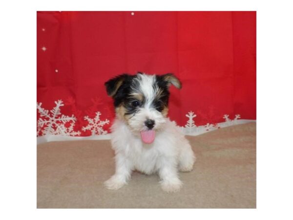 Morkie DOG Male White Black / Tan 21167 Petland Batavia, Illinois