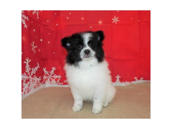 Eski Pom DOG Female Black / White 21395 Petland Batavia, Illinois