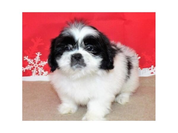 Shih-Peke DOG Female Black / White 21166 Petland Batavia, Illinois