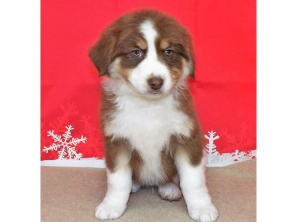 Australian Shepherd DOG Male Red 21164 Petland Batavia, Illinois