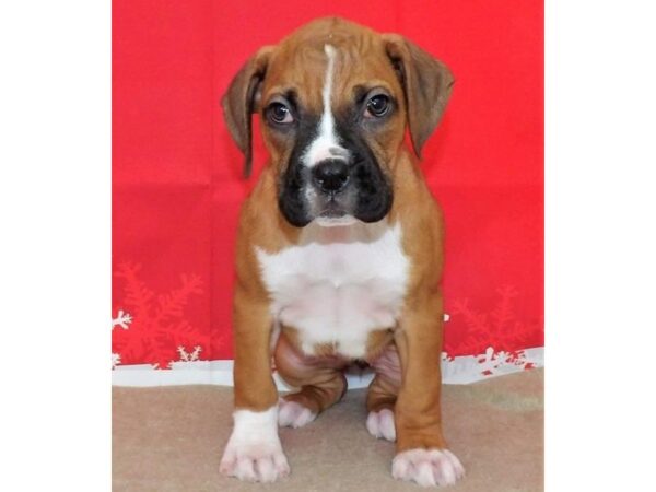 Boxer DOG Female Fawn / White 21394 Petland Batavia, Illinois