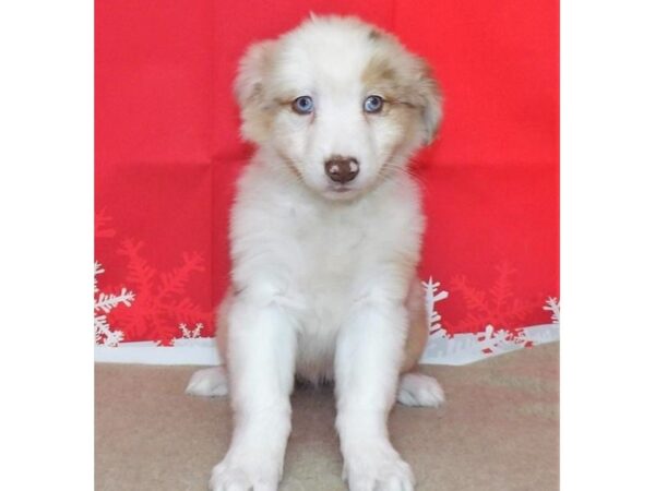 Australian Shepherd DOG Female Red Merle 21393 Petland Batavia, Illinois