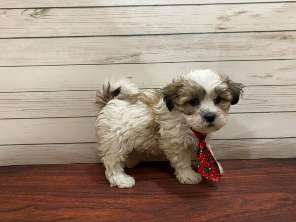 Teddy Bear-DOG-Male-White / Gold-13194-Petland Batavia, Illinois