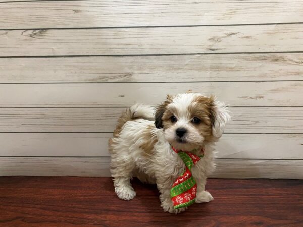 Teddy Bear DOG Male White / Gold 13193 Petland Batavia, Illinois