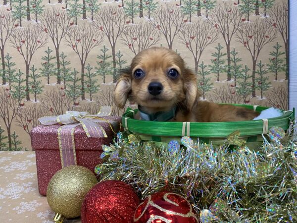 Chiweenie DOG Male Red Sable 21158 Petland Batavia, Illinois