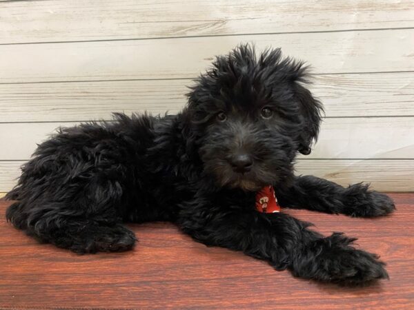 Woodle DOG Male Black 13192 Petland Batavia, Illinois