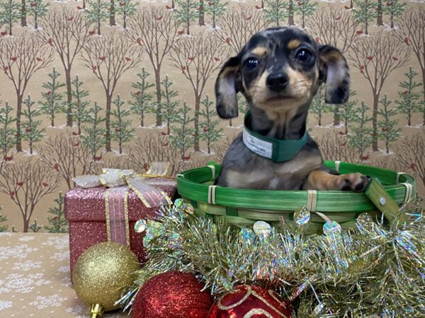 Chiweenie-DOG-Female-Tri-Colored-21157-Petland Batavia, Illinois