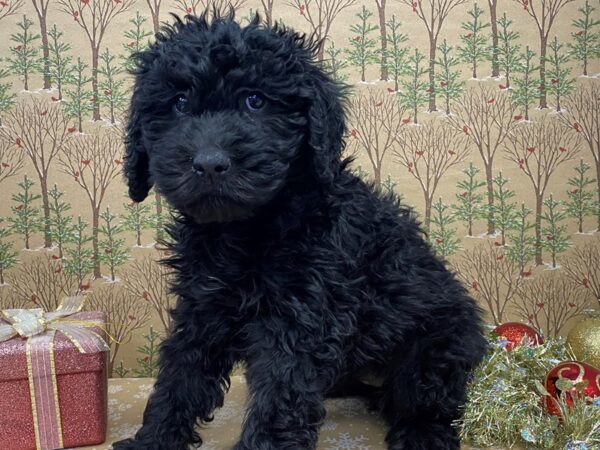 Woodle-DOG-Female-Black-21163-Petland Batavia, Illinois