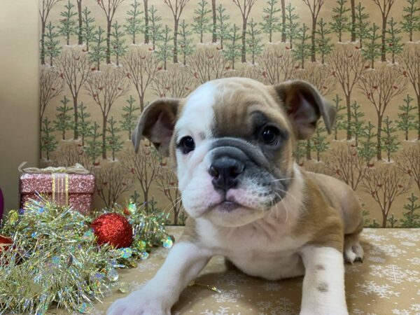 English Bulldog DOG Female Black and White, Tan Markings 21133 Petland Batavia, Illinois