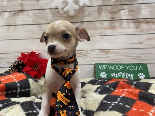 Chihuahua DOG Male Fawn / White 21404 Petland Batavia, Illinois