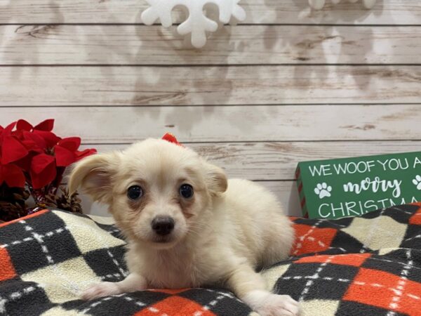 Chihuahua DOG Female Fawn 21403 Petland Batavia, Illinois