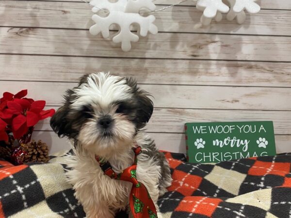 Shih Tzu DOG Male White / Gold 21402 Petland Batavia, Illinois