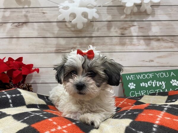 Teddy Bear DOG Female White / Gold 21401 Petland Batavia, Illinois