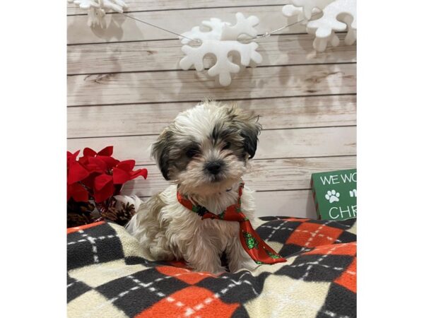Teddy Bear-DOG-Male-White / Gold-21400-Petland Batavia, Illinois