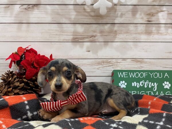 Chiweenie-DOG-Female-Tri-Colored-21399-Petland Batavia, Illinois