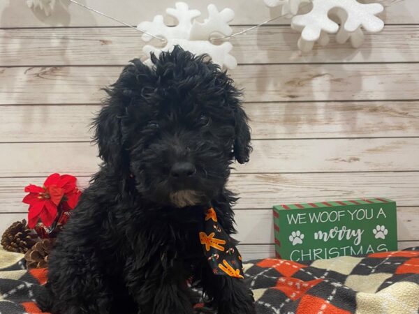 Woodle DOG Male Black 21398 Petland Batavia, Illinois