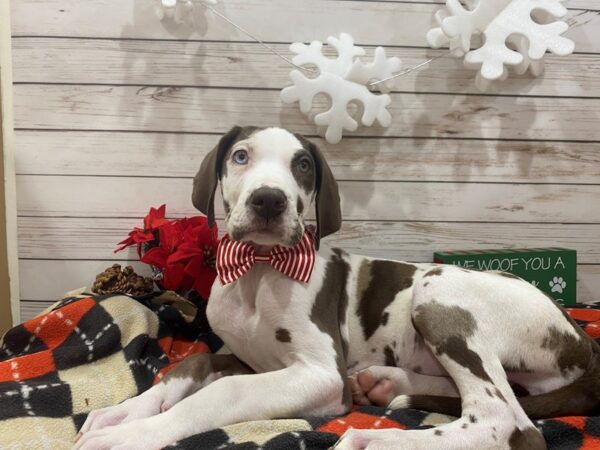 Great Dane DOG Female Chocolate Merle 21392 Petland Batavia, Illinois