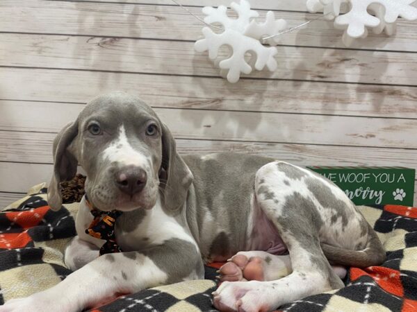 Great Dane DOG Male Blue Merle 21391 Petland Batavia, Illinois