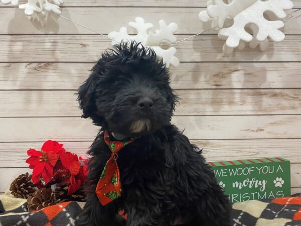 Woodle DOG Male Black 21397 Petland Batavia, Illinois