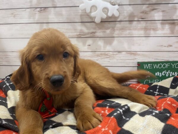 Golden/Goldendoodle-DOG-Female-Golden-21390-Petland Batavia, Illinois