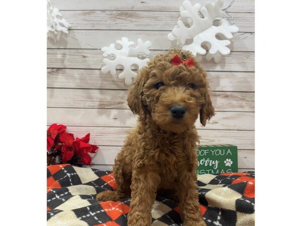 Goldendoodle 2nd Generation DOG Female Red 21389 Petland Batavia, Illinois