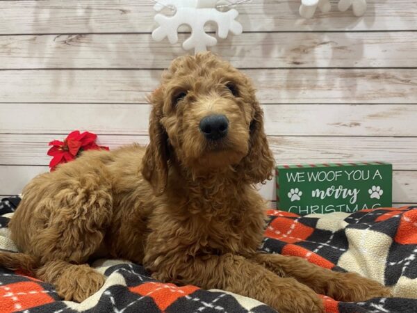 Goldendoodle 2nd Generation-DOG-Female-Red-21388-Petland Batavia, Illinois