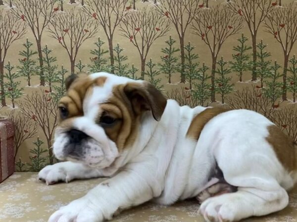 English Bulldog DOG Male Red/white 21132 Petland Batavia, Illinois