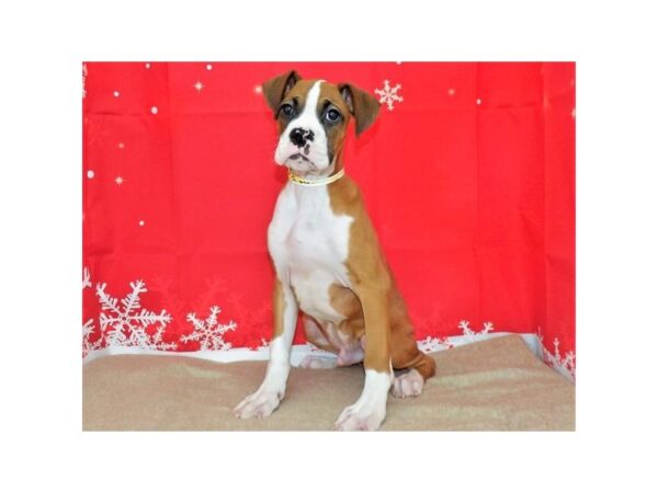 Boxer DOG Male Fawn 21406 Petland Batavia, Illinois