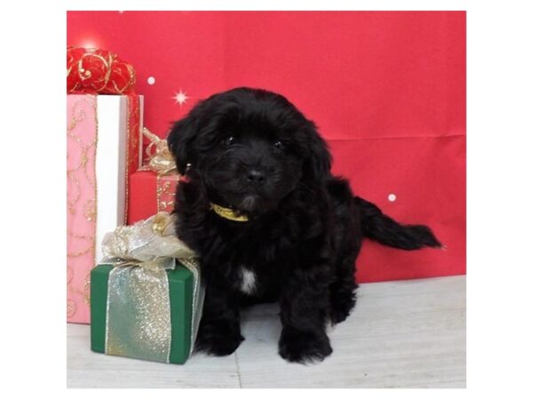 Havachon DOG Male Black 21410 Petland Batavia, Illinois