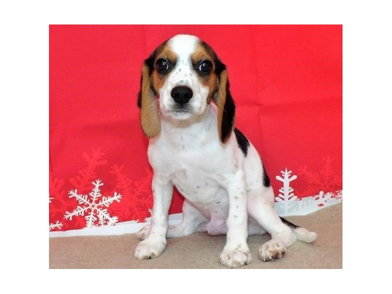 Beagle Puppy Black ID:13195 Located at Petland Batavia, Illinois