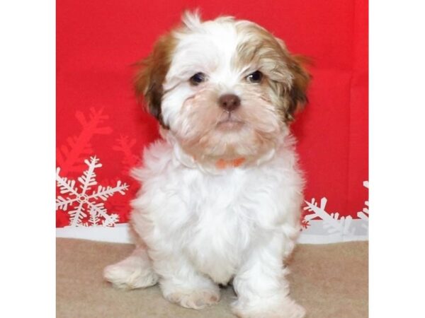 Shih Poo DOG Male Gold / White 13246 Petland Batavia, Illinois