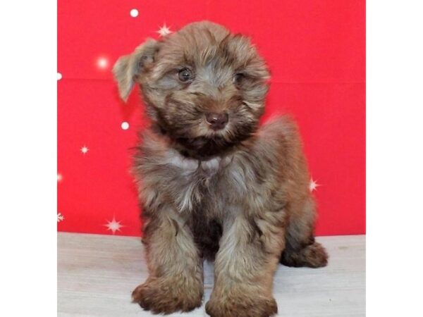 Miniature Schnauzer-DOG-Male-Liver Pepper-13197-Petland Batavia, Illinois