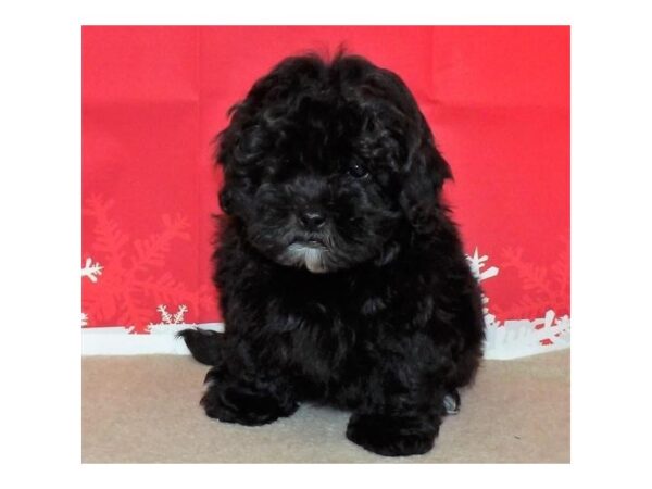 Shih Poo DOG Male Black 21411 Petland Batavia, Illinois