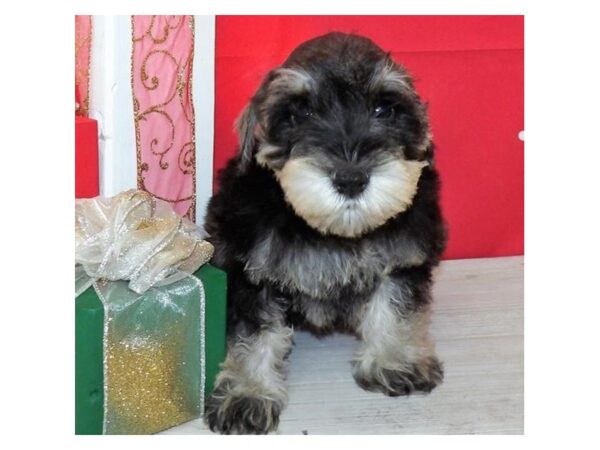 Miniature Schnauzer-DOG-Female-Salt / Pepper-21407-Petland Batavia, Illinois