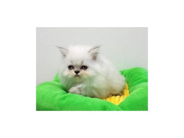 Persian CAT Male Blue Point 21409 Petland Batavia, Illinois