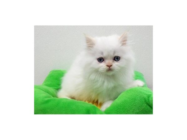 Persian-CAT-Male-Flame Point-21408-Petland Batavia, Illinois