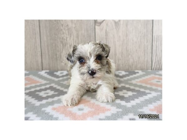 Miniature Schnauzer-DOG-Female-Blue Merle-13203-Petland Batavia, Illinois