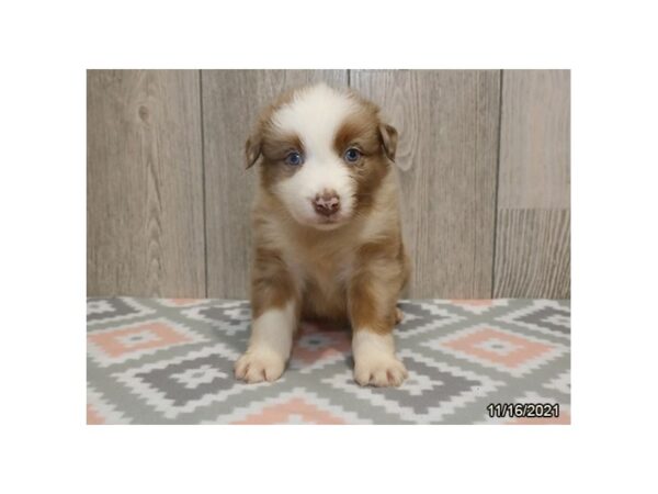 Australian Shepherd DOG Male Red Merle 13202 Petland Batavia, Illinois