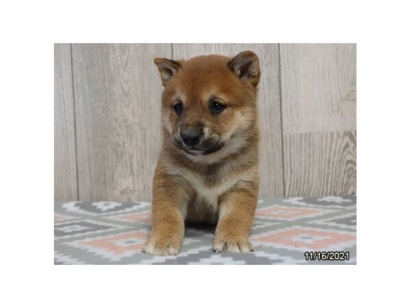 Shiba Inu DOG Male Red 13204 Petland Batavia, Illinois